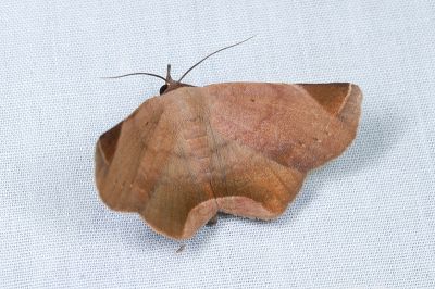 藕紫緣角裳蛾 Psimada quadripennis 雌蟲
