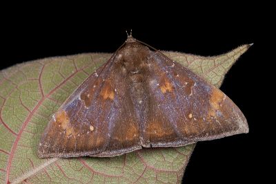 妖裳蛾 Platyja acerces 雌蟲