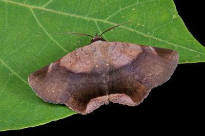 藕紫緣角裳蛾 Psimada quadripennis 雄蟲