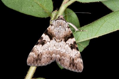 眉裳蛾 Catocala intacta taiwana 雄蟲