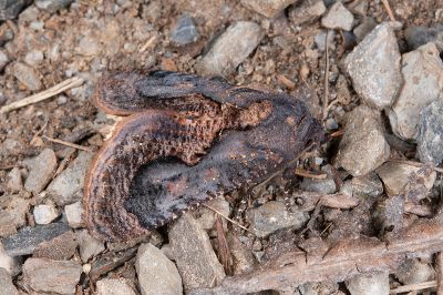 分雀裳蛾 Batracharta divisa 雄蟲