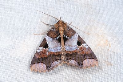 華析裳蛾 Sypnoides chinensis 雌蟲