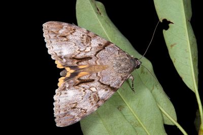 霧社裳蛾 Catocala wushensis 雌蟲