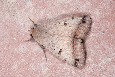橘安鈕裳蛾 Ophiusa triphaenoides 雄蟲