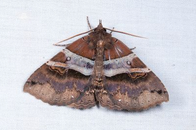 碧帶析裳蛾 Sypnoides hampsoni 雄蟲