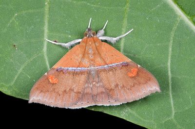 基紅合裳蛾 Sympis rufibasis 雄蟲