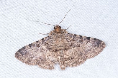 曲線紛裳蛾 Polydesma boarmoides 雄蟲