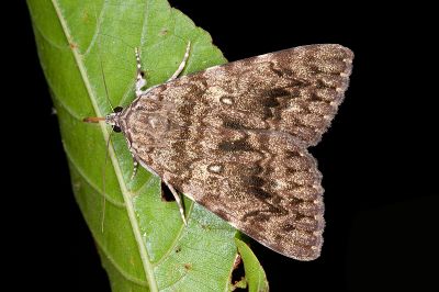 鶚裳蛾 Catocala pataloides 雌蟲