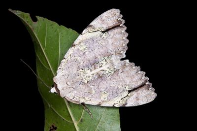 後雪裳蛾 Catocala nivea asahinaorum 雌蟲