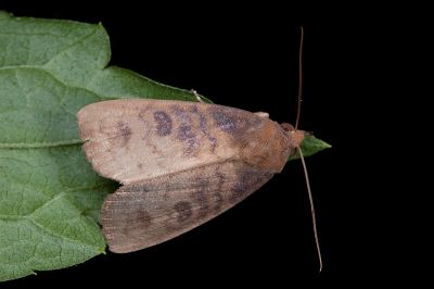 帶元裳蛾 Avitta fasciosa 雄蟲