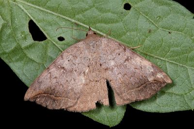 廣幅裳蛾 Blasticorhinus ussuriensis 雌蟲