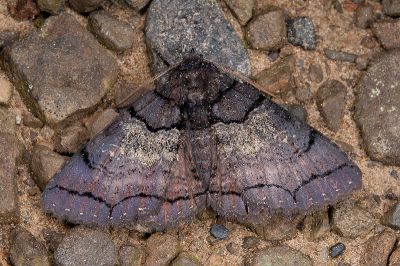 綠霧閃裳蛾 Sypna chloronebula 雄蟲