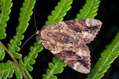 寶島裳蛾 Catocala formosana 雌蟲
