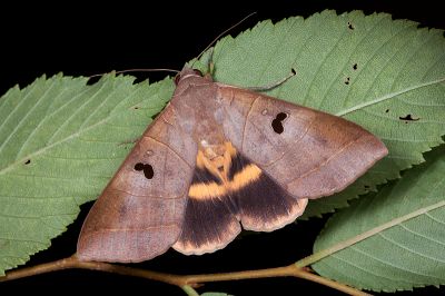 枯肖毛翅裳蛾 Thyas coronata 雄蟲