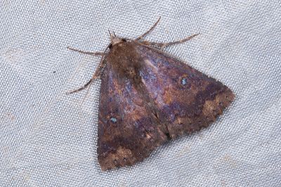 橘朋閃裳蛾 Hypersypnoides punctosa 雄蟲