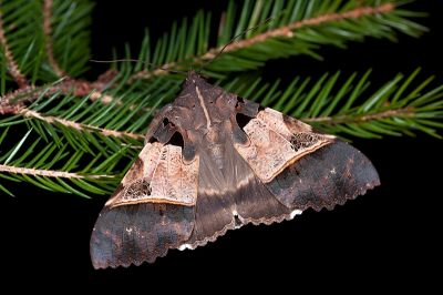 鈴斑翅裳蛾 Serrodes campana 雄蟲