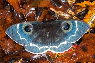 玉邊目裳蛾 Erebus albicincta obscurata 雄蟲