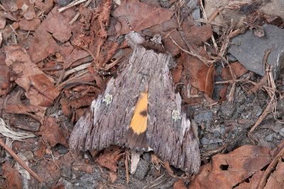 斑裳蛾 Catocala macula macula 雄蟲