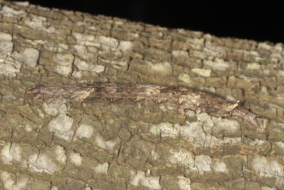 Achaea serva