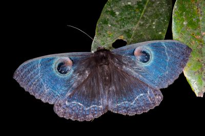 玉邊目裳蛾 Erebus albicincta obscurata 雄蟲