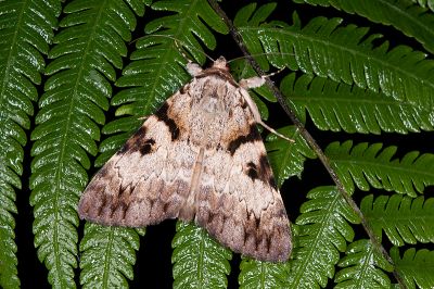 眉裳蛾 Catocala intacta taiwana 雌蟲