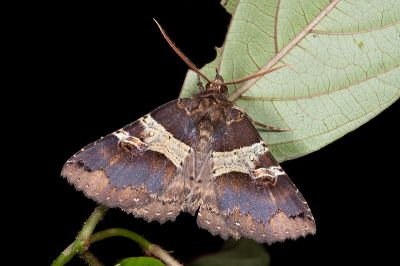 碧帶析裳蛾 Sypnoides hampsoni 雄蟲