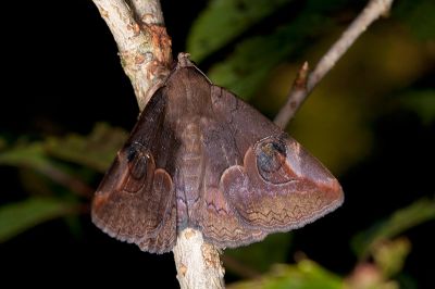 瞳裳蛾 Ommatophora luminosa 雄蟲