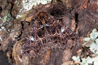 寶島朋閃裳蛾 Hypersypnoides formosensis 雄蟲