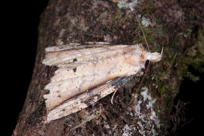 泛裳蛾 Cephena costata 雄蟲