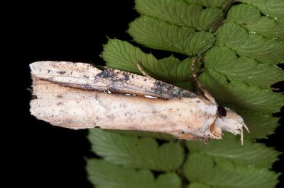 泛裳蛾 Cephena costata 雄蟲