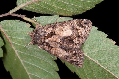 厚裳蛾 Erygia apicalis 雄蟲