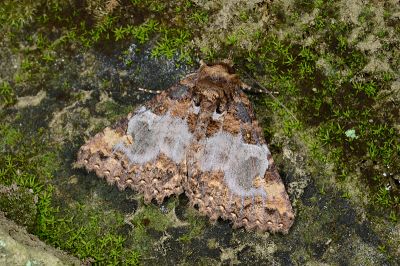 光炬裳蛾 Daddala lucilla 雄蟲