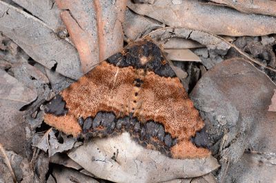 敝衣析裳蛾 Sypnoides pannosa 雄蟲