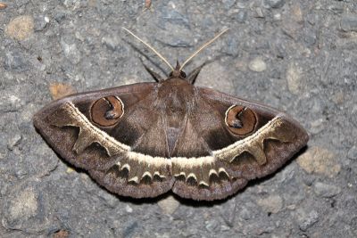 蚪目裳蛾 Metopta rectifasciata 雌蟲
