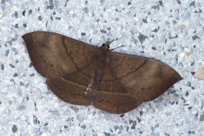 白緣幻影裳蛾 Lygniodes hypoleuca 雌蟲