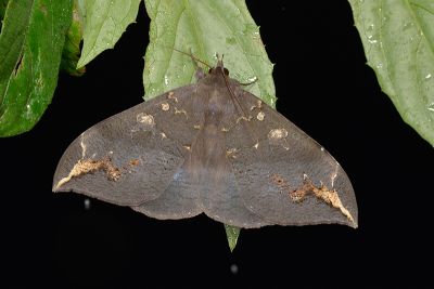 窄藍條裳蛾 Ischyja ferrifracta 雌蟲