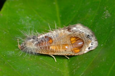 穗裳蛾 Pilipectus prunifera 性別不明