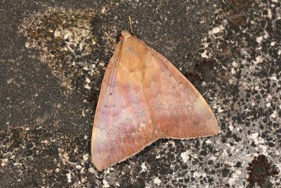 Achaea serva 雄蟲