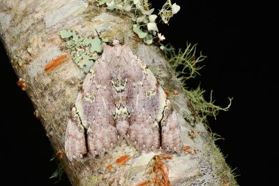 後雪裳蛾 Catocala nivea asahinaorum 雄蟲