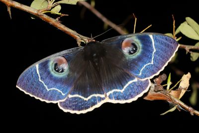 玉邊目裳蛾 Erebus albicincta obscurata 雄蟲