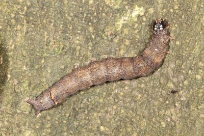 Achaea serva