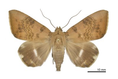 Achaea serva 雄蟲