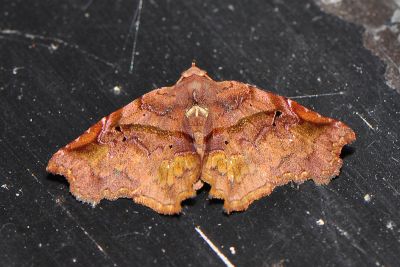 齒緣裳蛾 Aroana baliensis