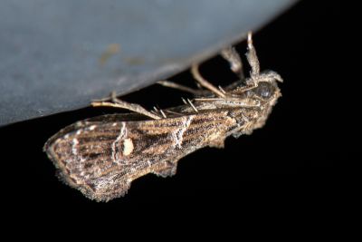 黃腎窄翅鬚裳蛾 Arrade ostentalis
