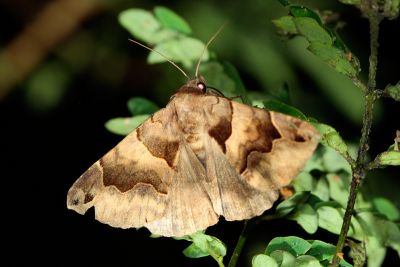 南方堡裳蛾（暫稱中文名） Bastilla simillima 雄蟲
