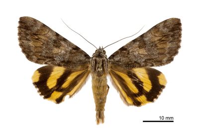 長野氏裳蛾 Catocala naganoi 雄蟲