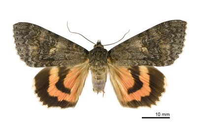 後紅裳蛾 Catocala nupta 雄蟲