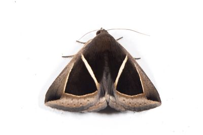 三角裳蛾 Chalciope mygdon 性別不明