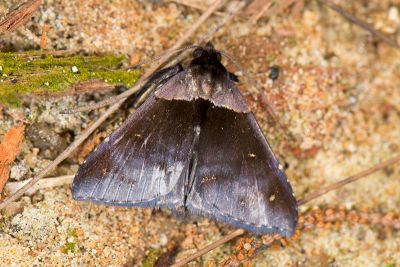 Crithote pallivarga 雄蟲