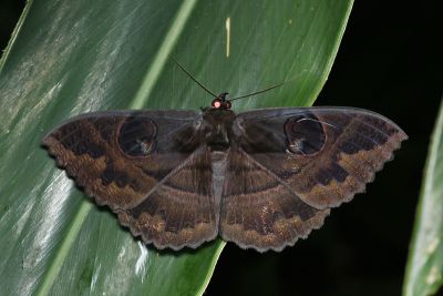 目裳蛾 Erebus crepuscularis 雄蟲